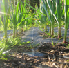Farm crop field covered with black PP weed mat, light block weed suppression, water permeable to cut weeding cost